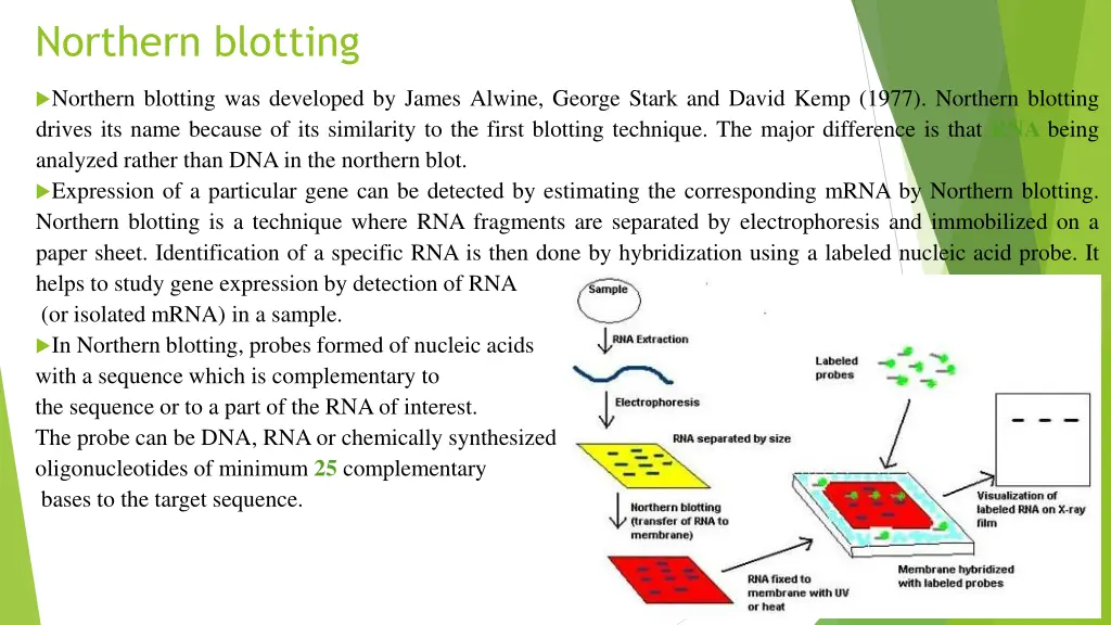 northern blotting