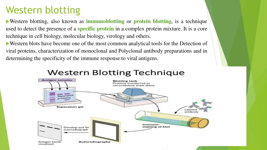 western blotting western blotting also known