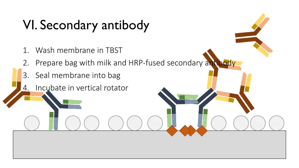 vi secondary antibody