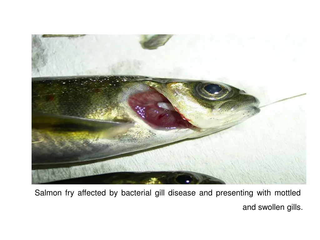 salmon fry affected by bacterial gill disease