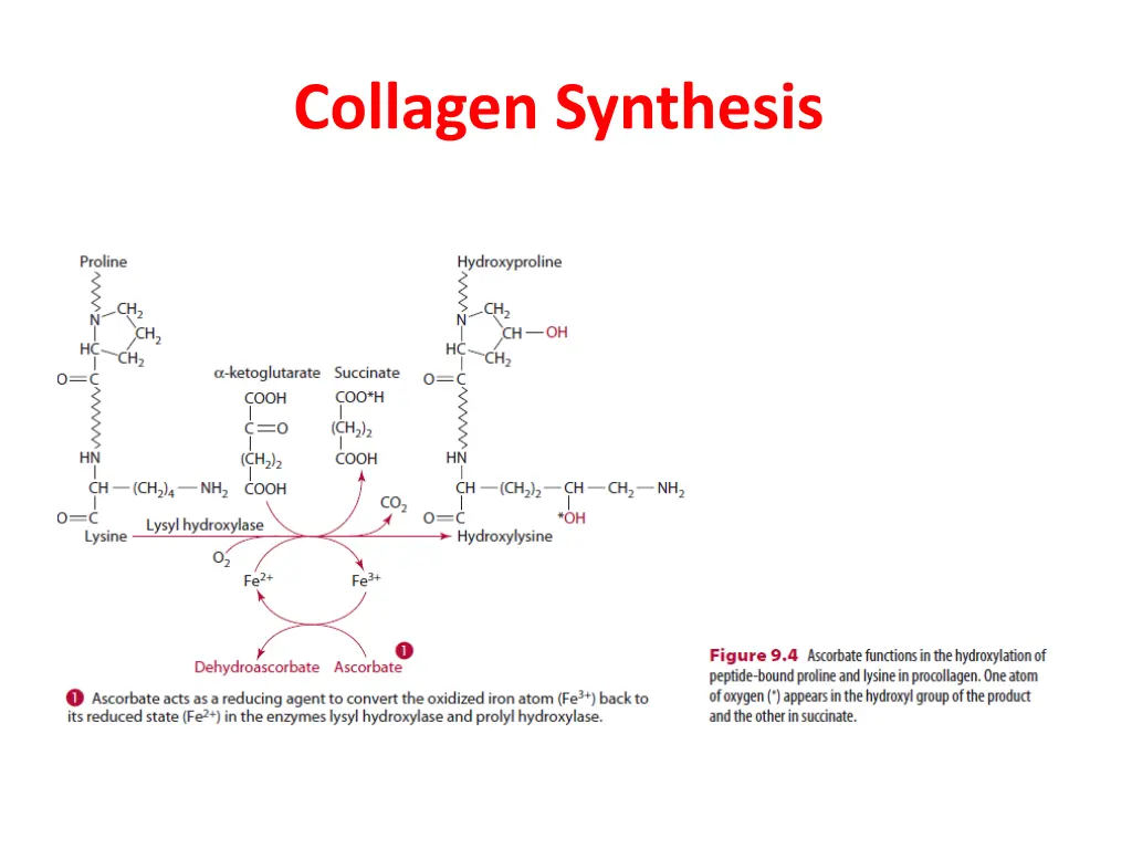 collagen synthesis 2