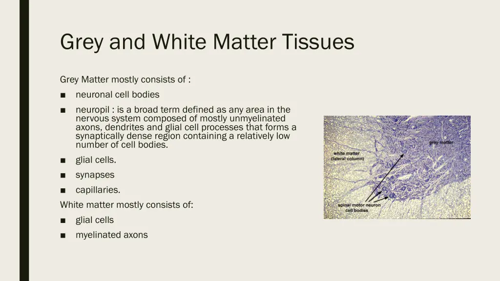 grey and white matter tissues