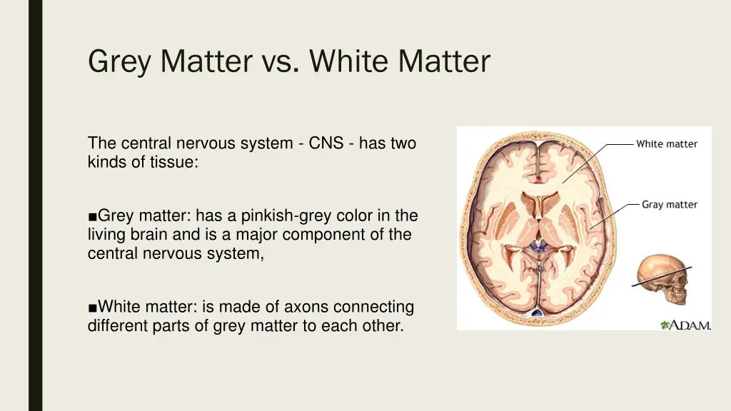 grey matter vs white matter