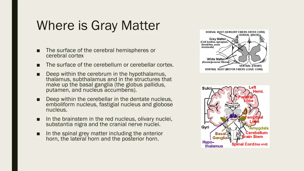 where is gray matter