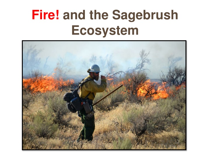 fire and the sagebrush ecosystem