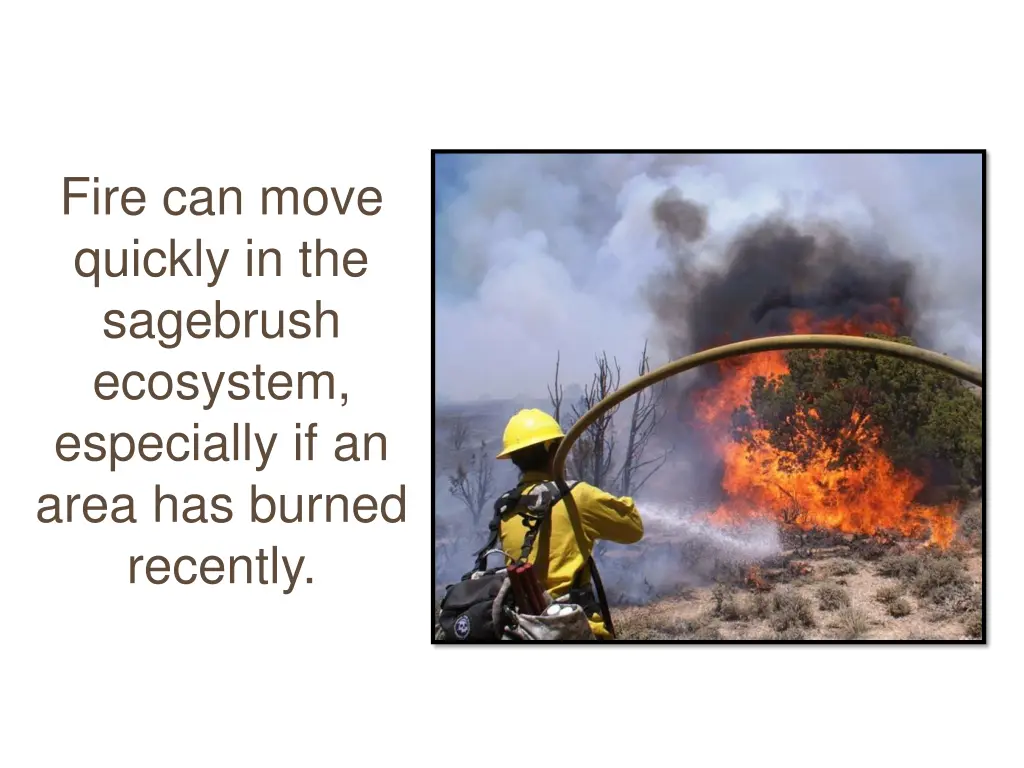 fire can move quickly in the sagebrush ecosystem