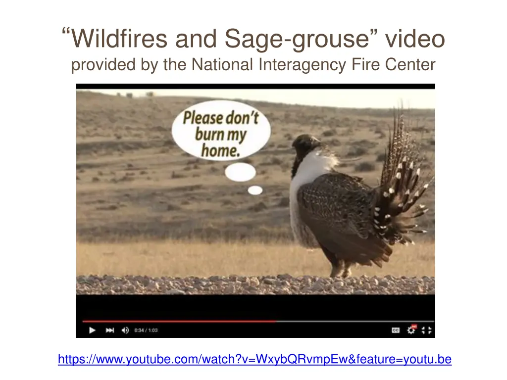 wildfires and sage grouse video provided