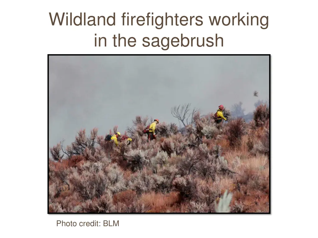 wildland firefighters working in the sagebrush