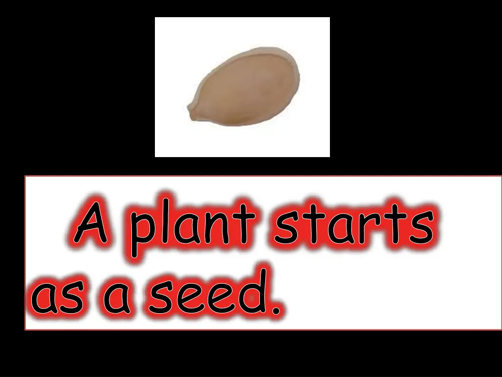 a plant starts as a seed