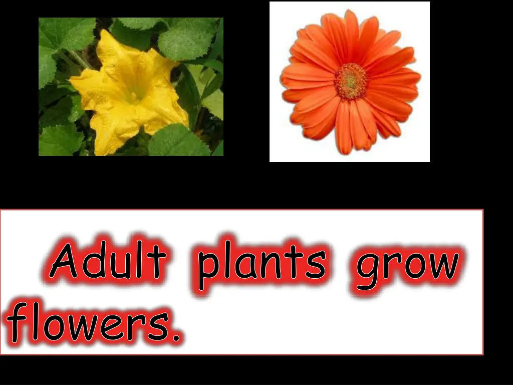 adult plants grow flowers