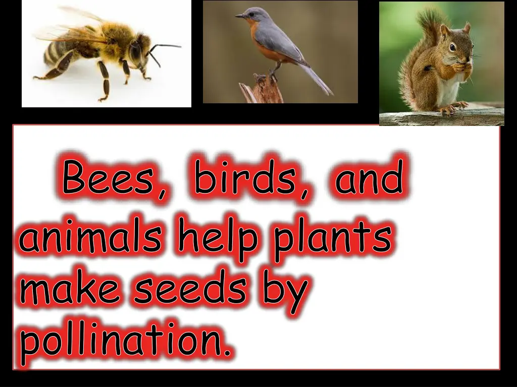 bees birds and animals help plants make seeds