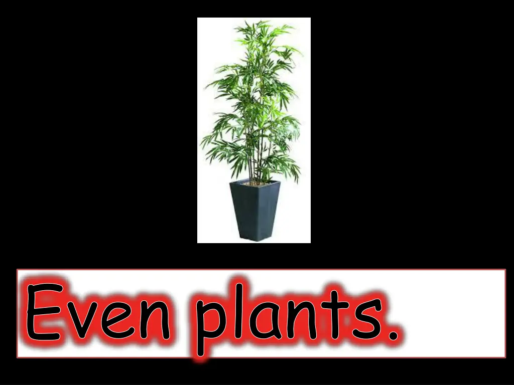 even plants