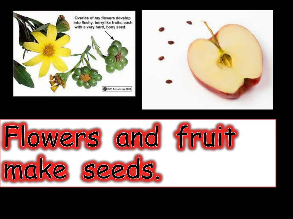 flowers and fruit make seeds