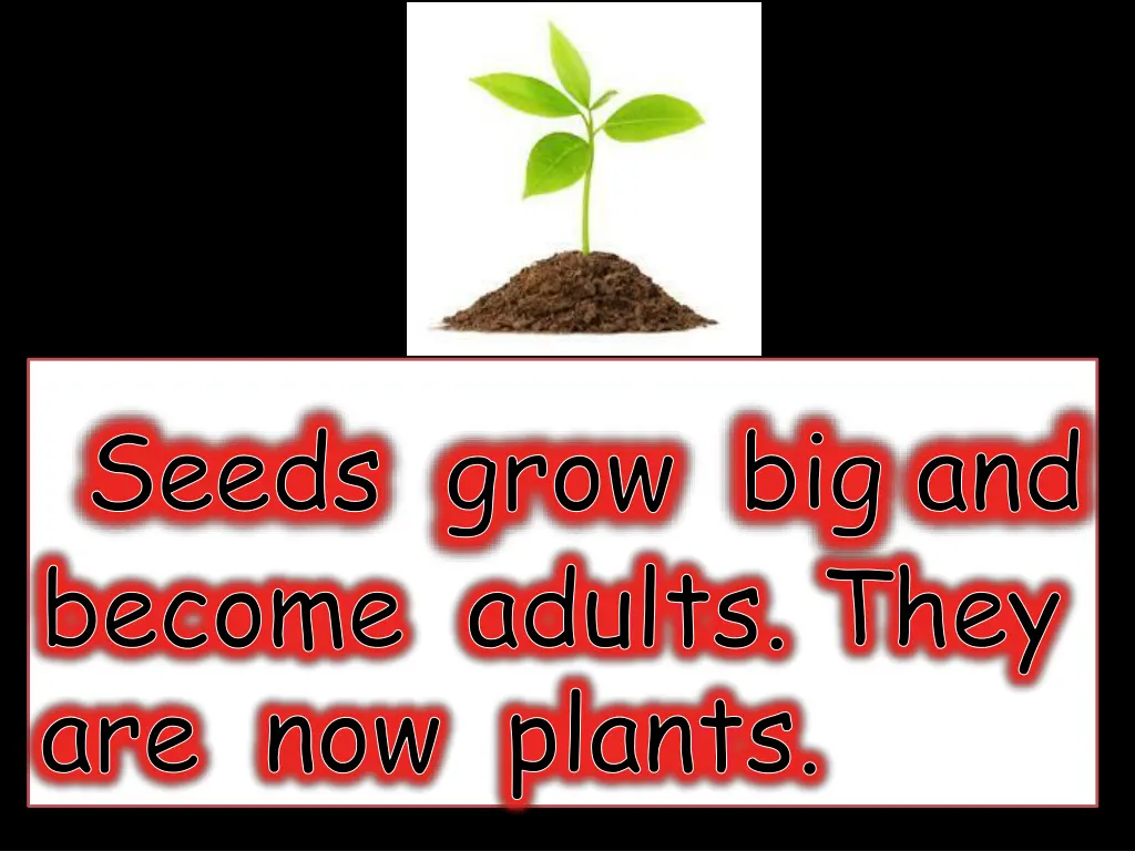 seeds grow big and become adults they