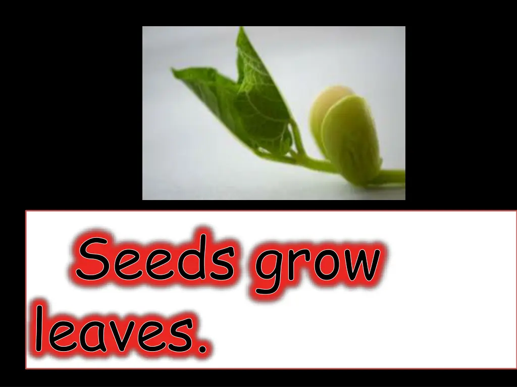 seeds grow leaves