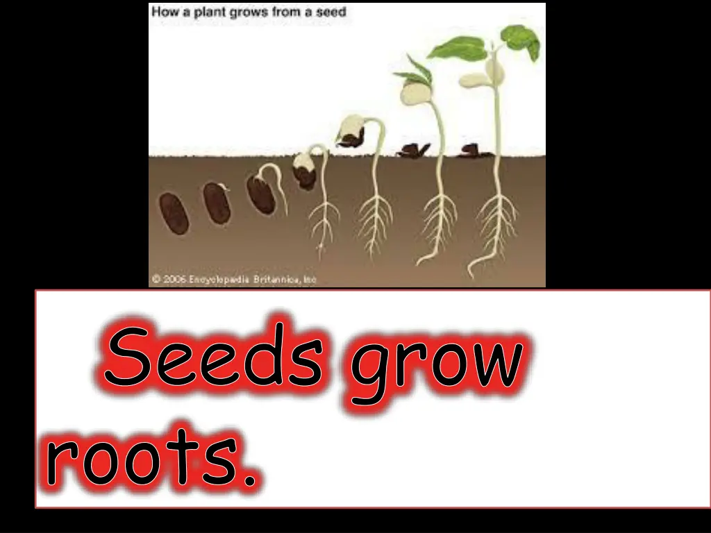 seeds grow roots