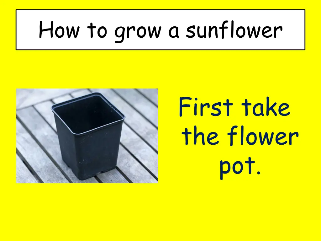 how to grow a sunflower 1