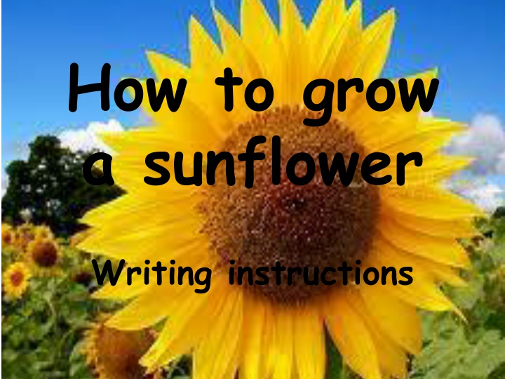 how to grow a sunflower