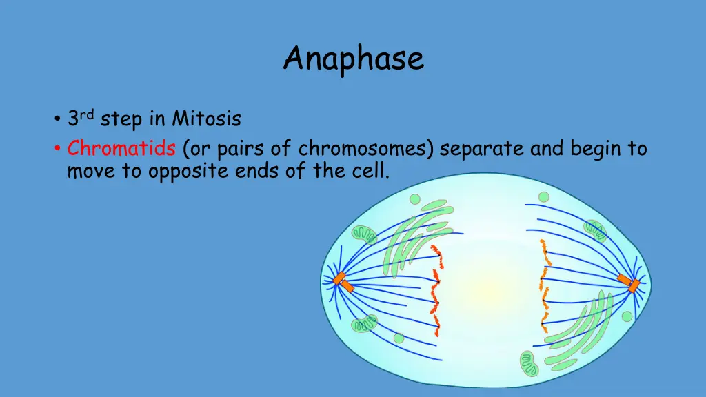 anaphase