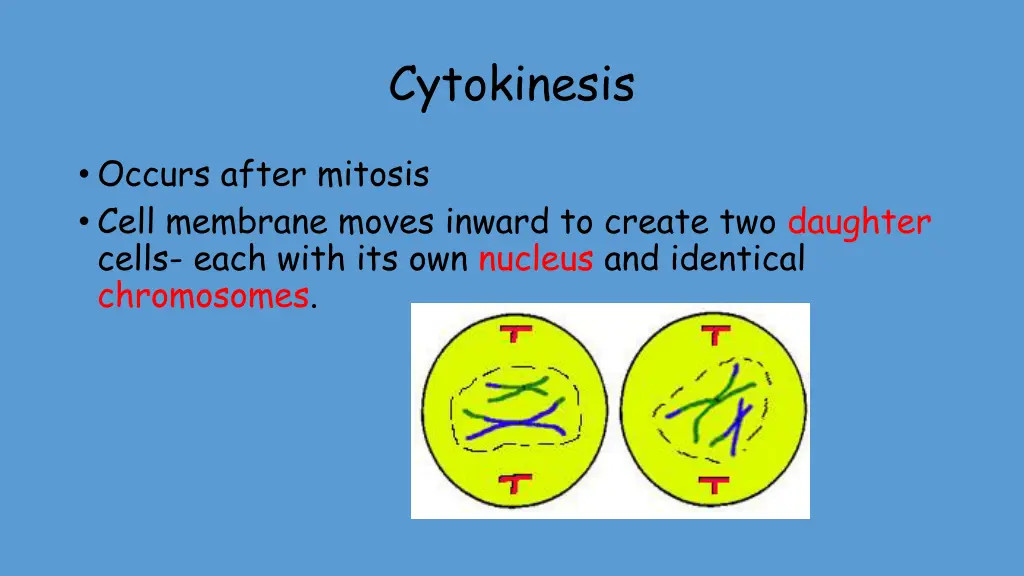 cytokinesis