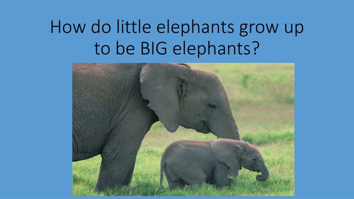 how do little elephants grow