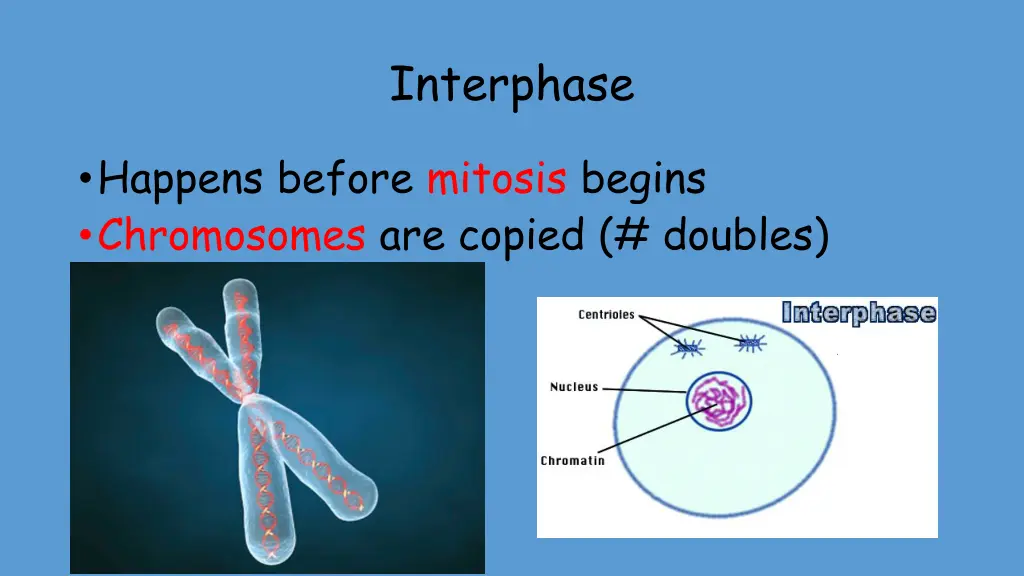 interphase