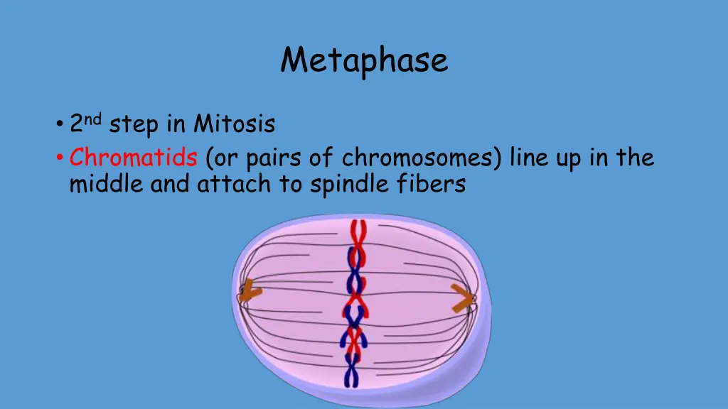 metaphase