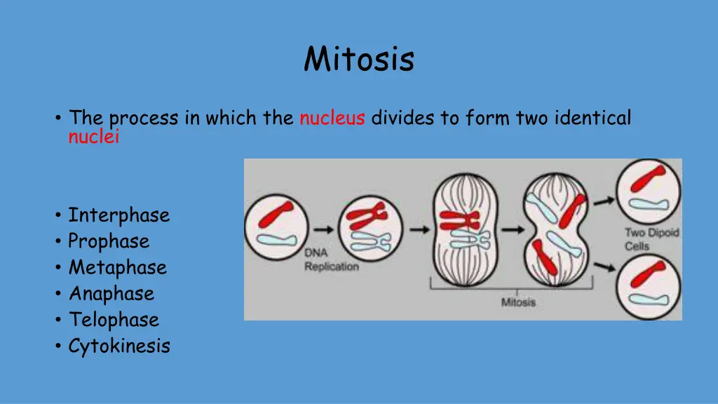 mitosis