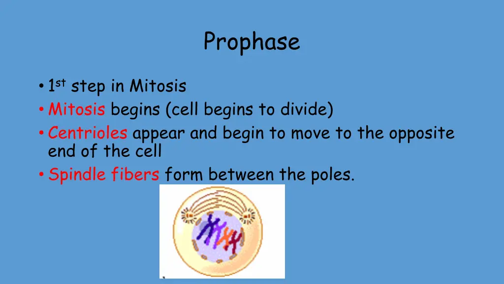 prophase