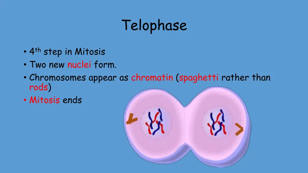 telophase