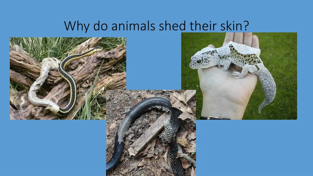 why do animals shed their skin