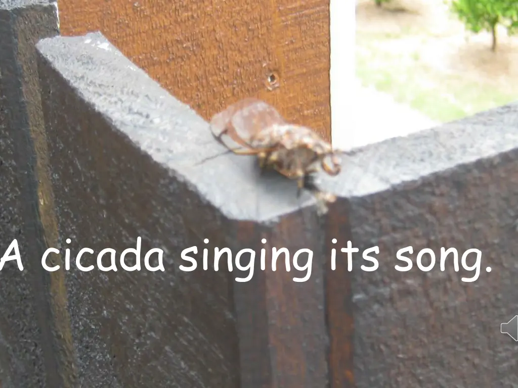 a cicada singing its song