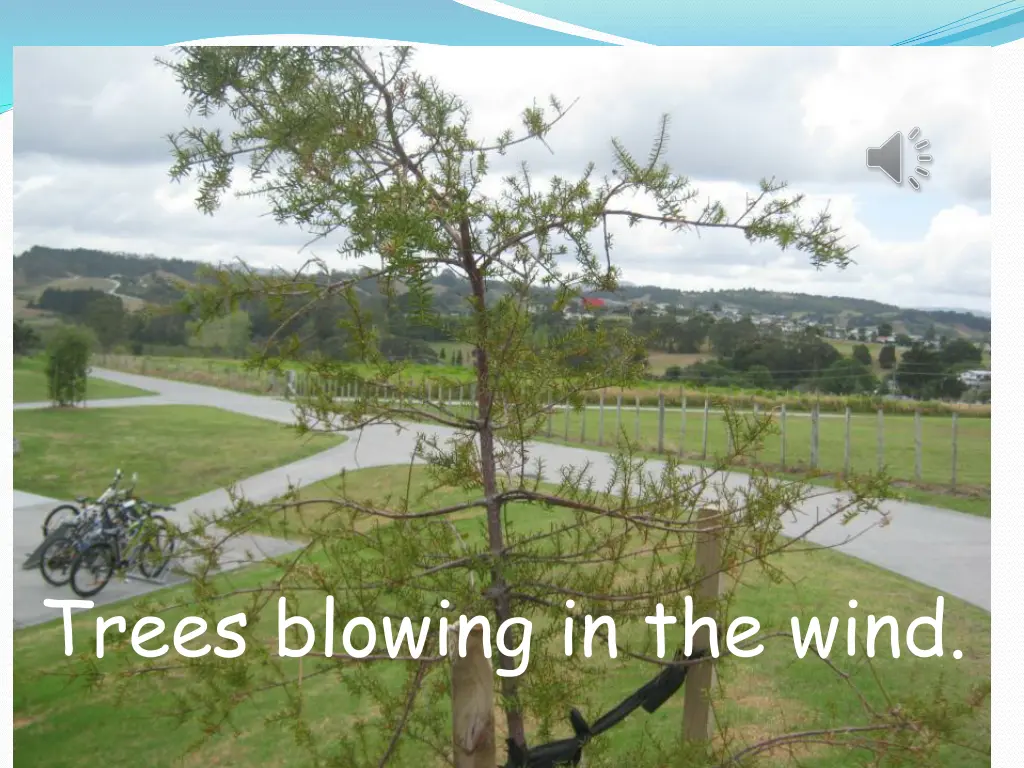 trees blowing in the wind