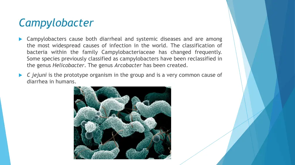 campylobacter