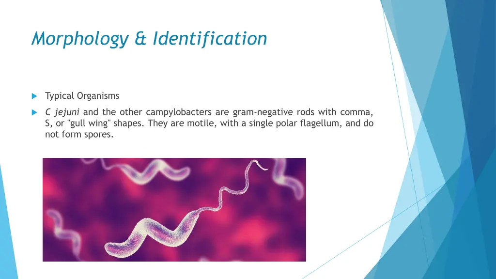 morphology identification 1