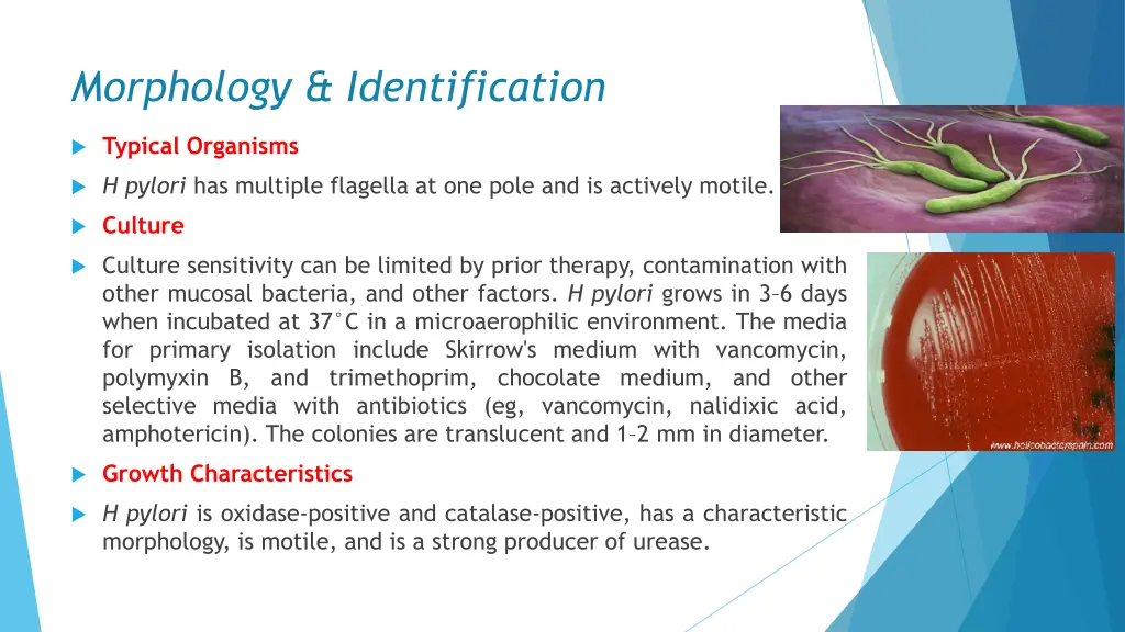 morphology identification