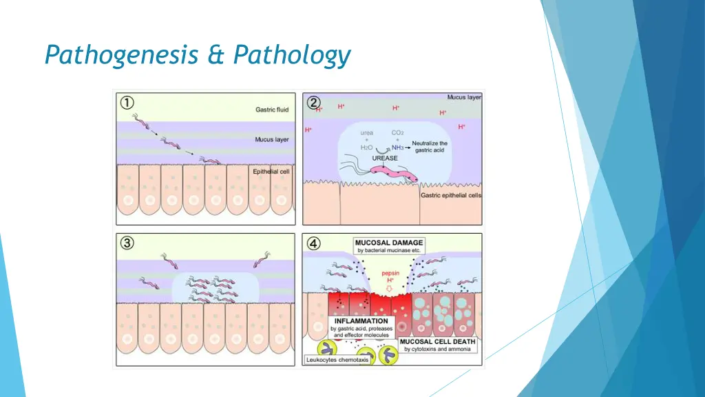 pathogenesis pathology 1