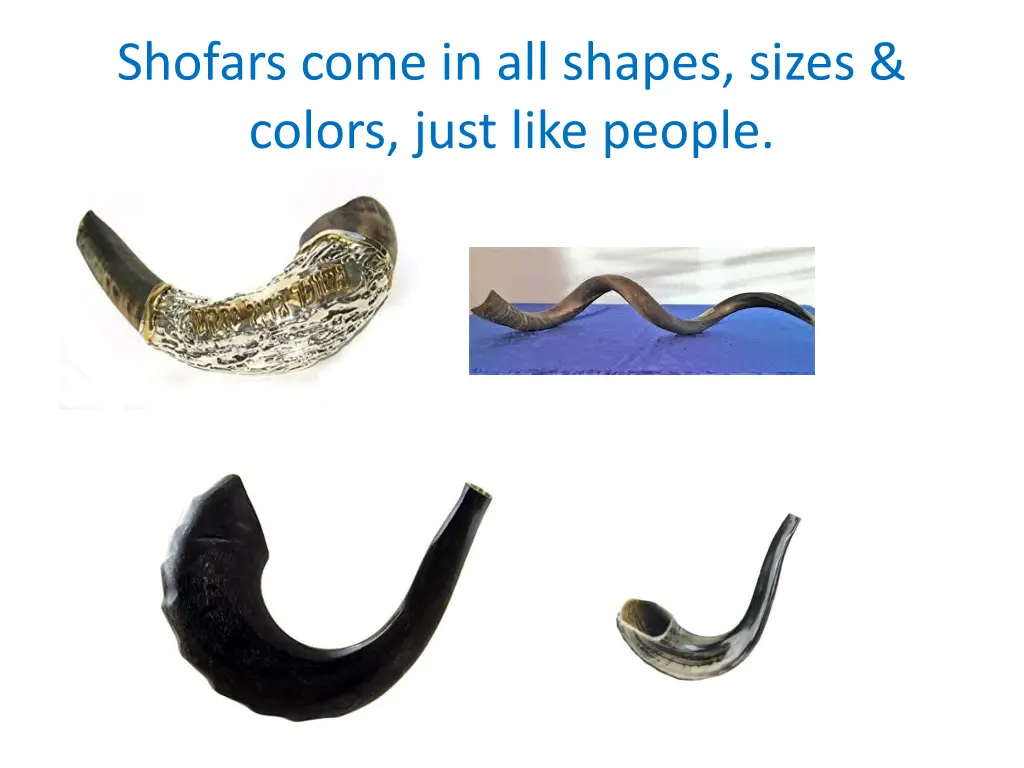 shofars come in all shapes sizes colors just like