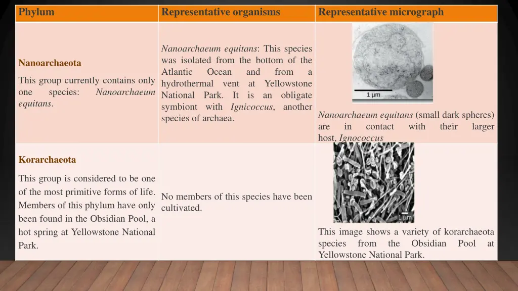 phylum 1