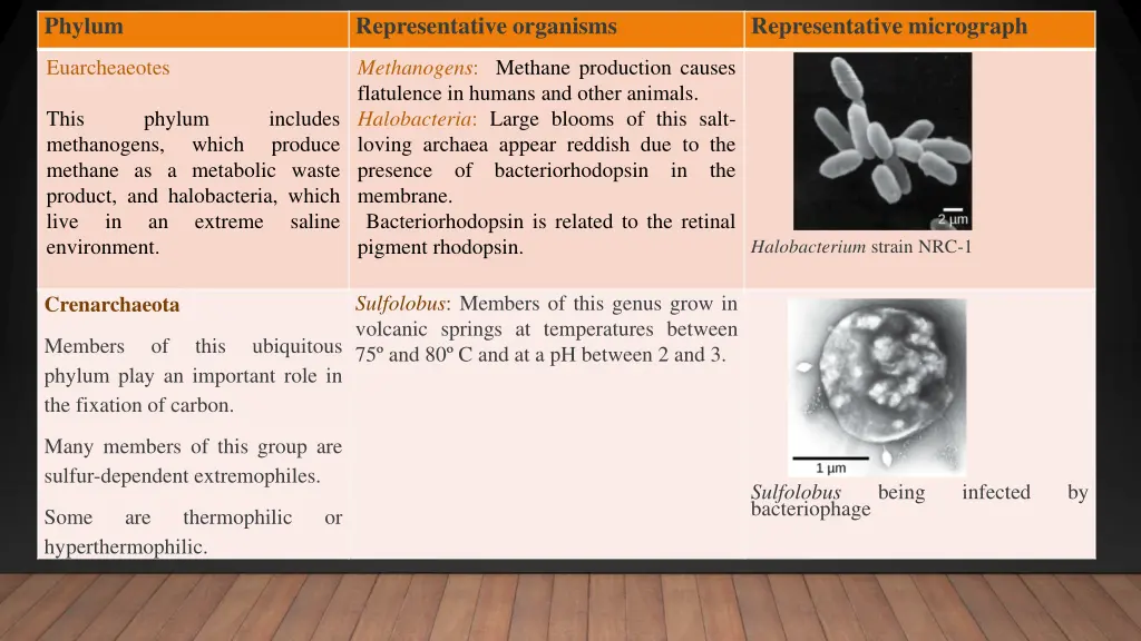 phylum