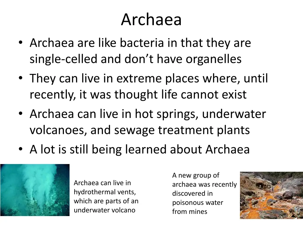 archaea