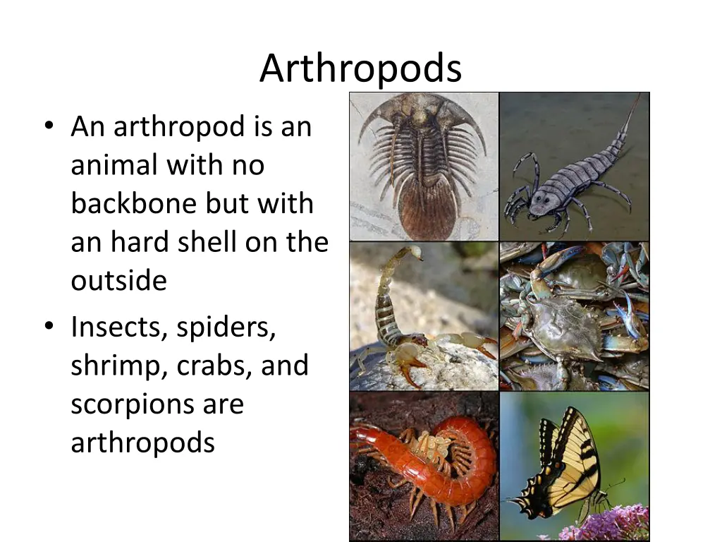 arthropods file arthropoda jpg