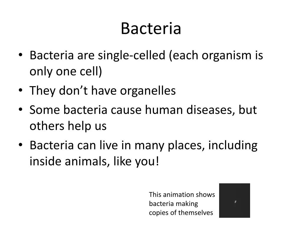 bacteria