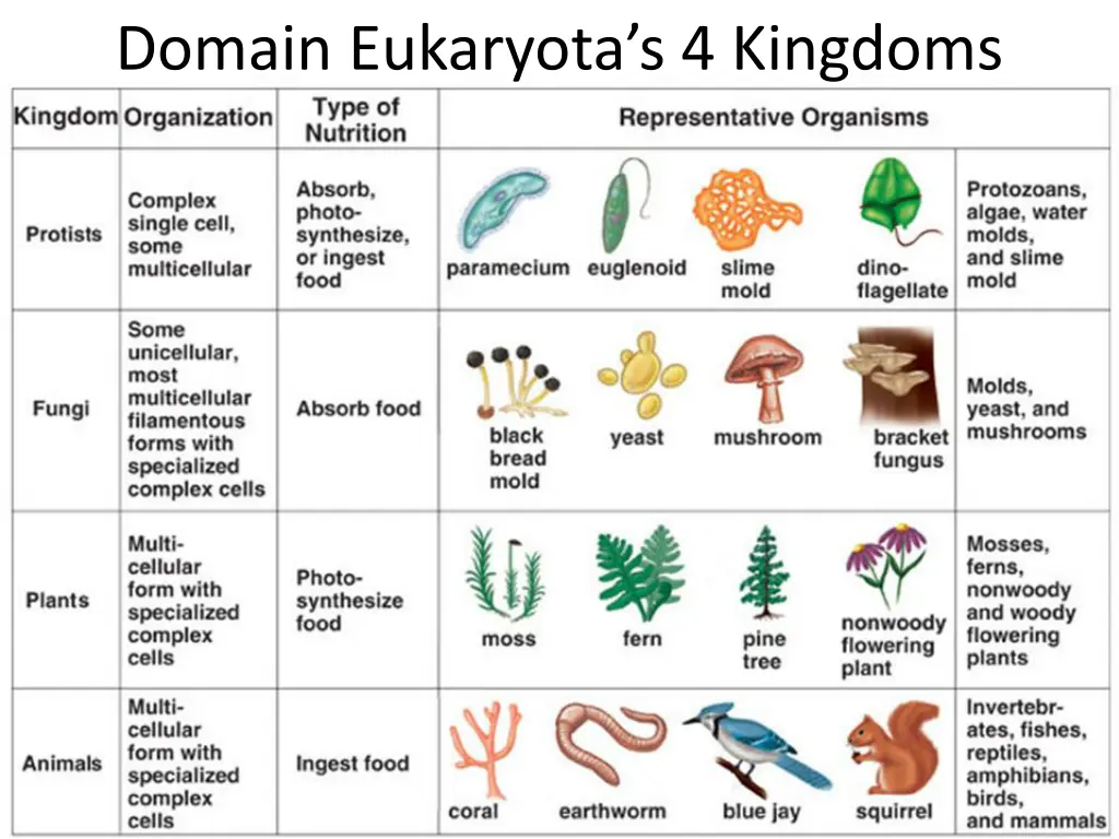 domain eukaryota s 4 kingdoms