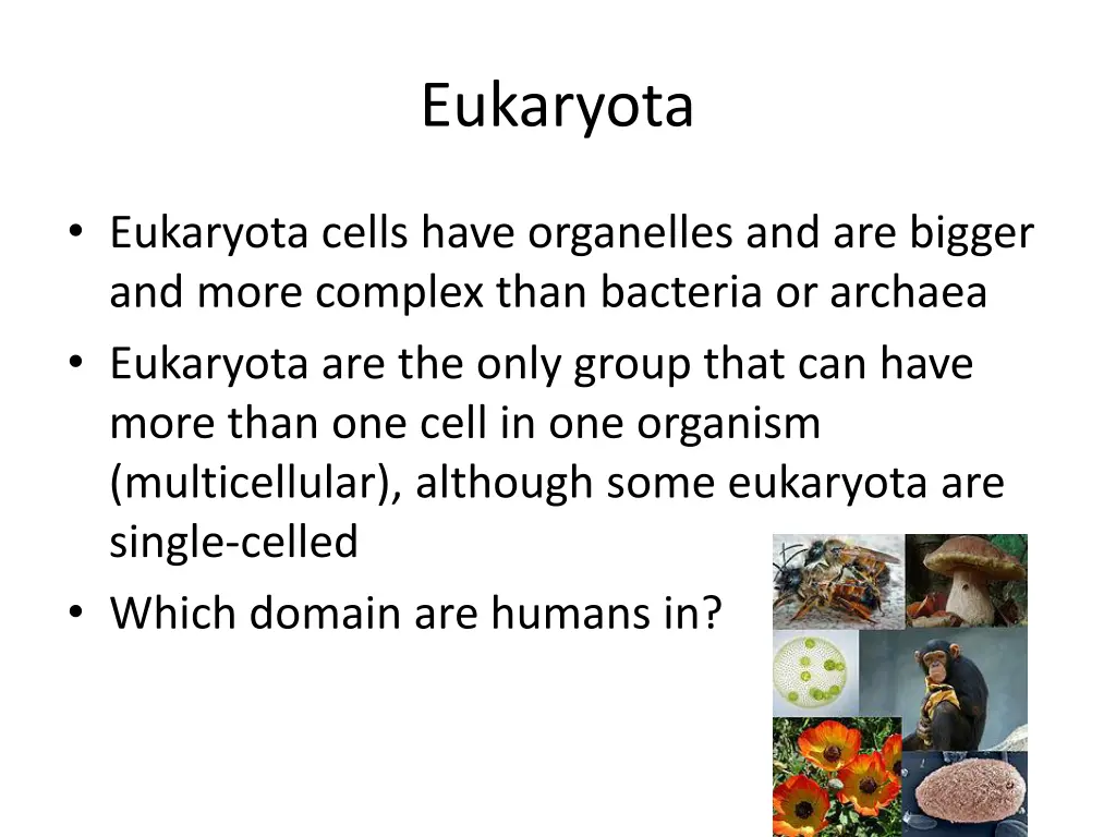 eukaryota