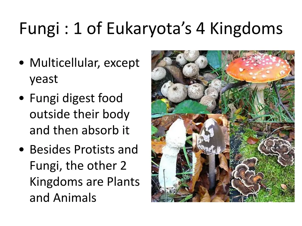 fungi 1 of eukaryota s 4 kingdoms