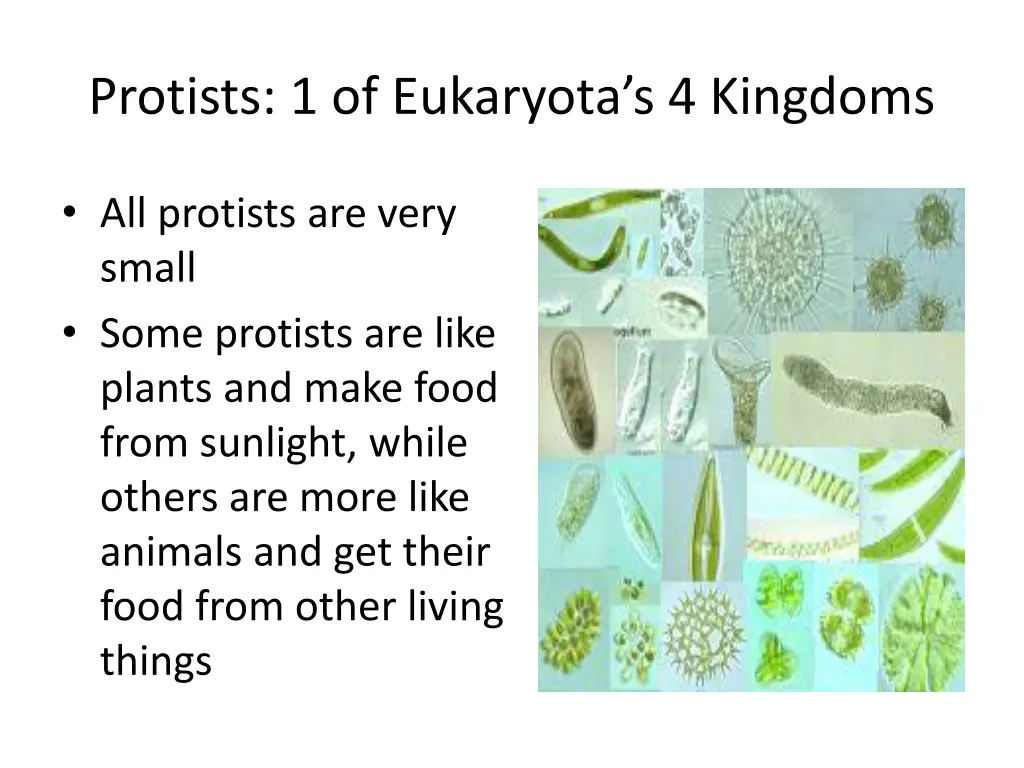 protists 1 of eukaryota s 4 kingdoms