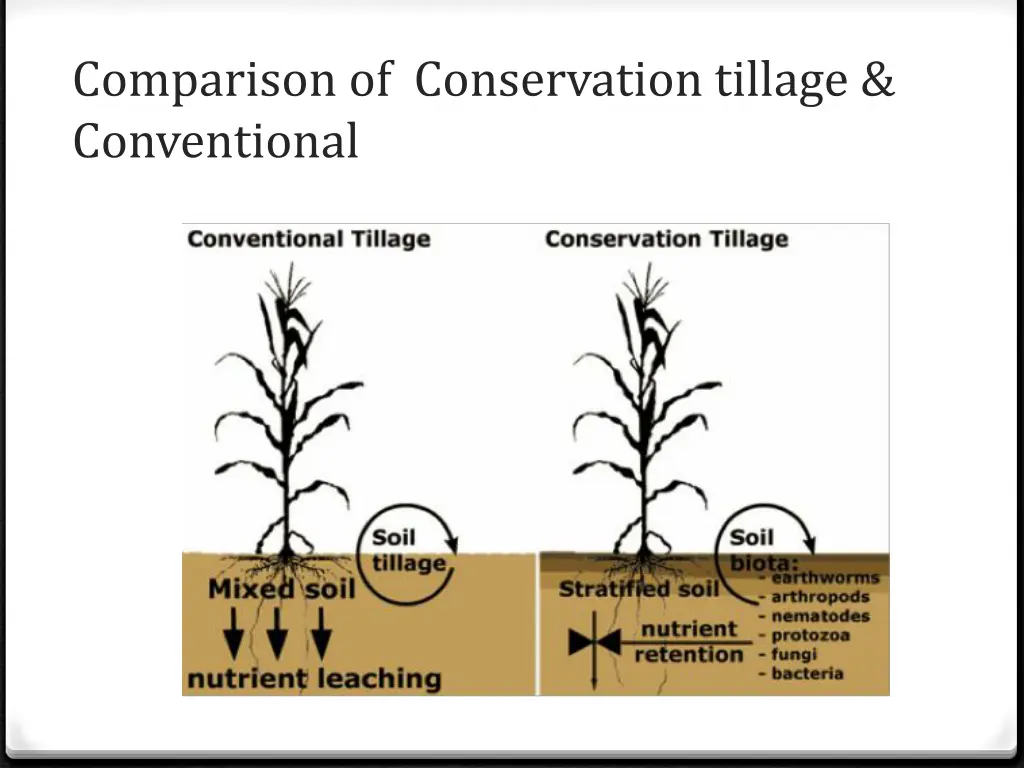 comparison of conservation tillage conventional