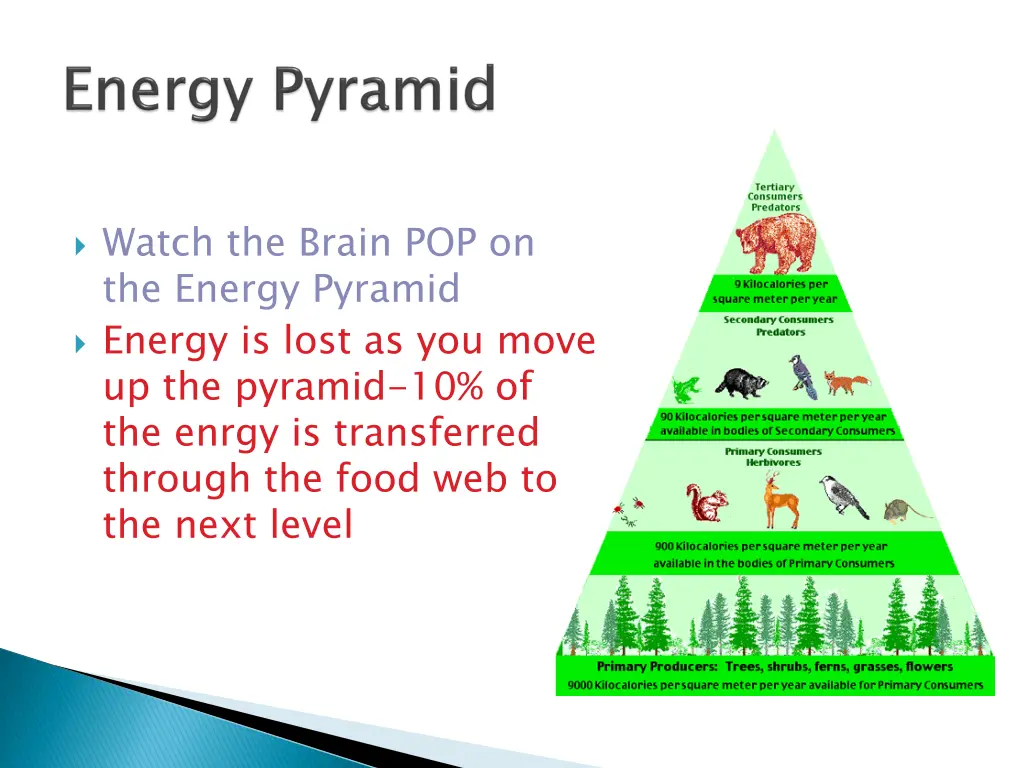 watch the brain pop on the energy pyramid energy