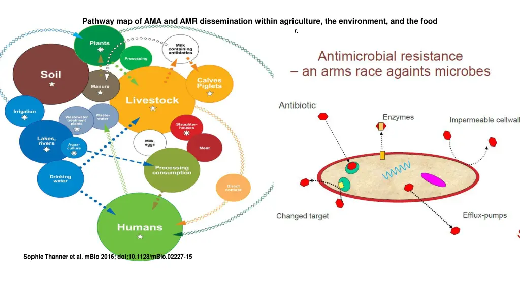 pathway map of ama and amr dissemination within